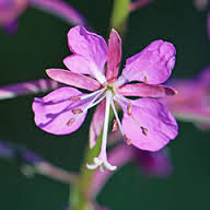 funeral flowers